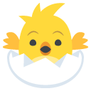 hatching chick